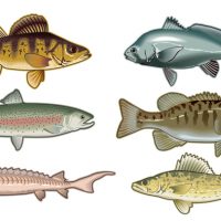 6-fish