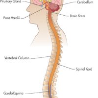 med_NerSys med_NerSys