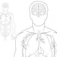 med_guyorgans med_guyorgans
