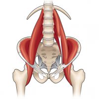 med_pelvis med_pelvis